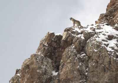 Der Schneeleopard - PANTHERE_02__c_Munier