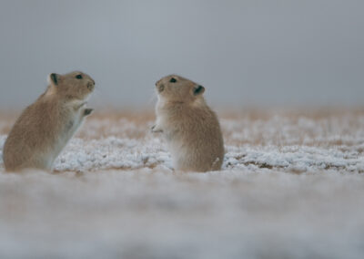 Der Schneeleopard - PANTHERE_21__c_PaprikaFilms_KobalannProductions